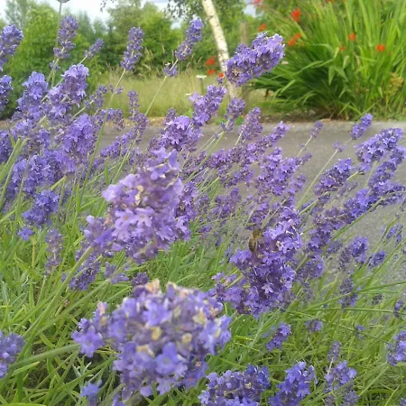 Hébergement de vacances Dillon's