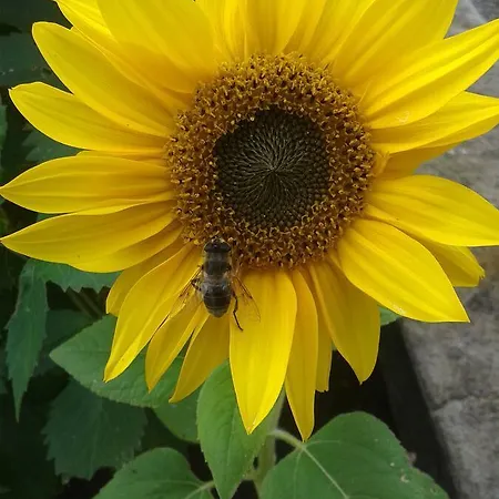 Dillon's Semesterbostad Monneill