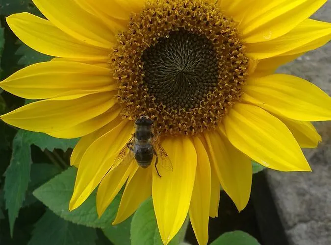 Dillon's Hébergement de vacances Monneill